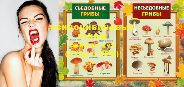 прущие грибы Арсеньев